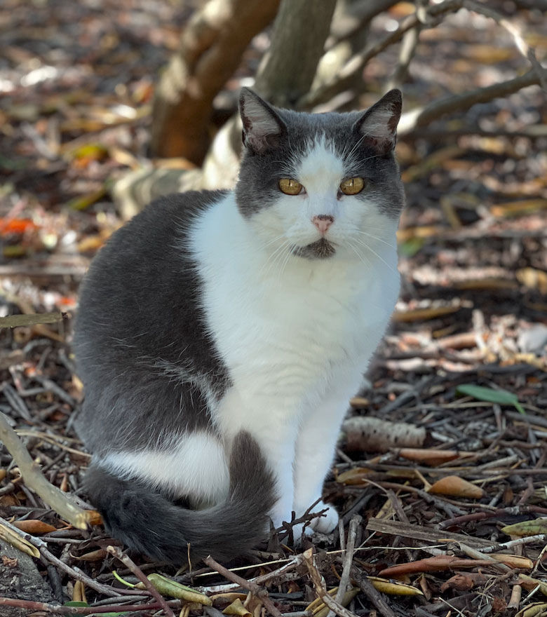 Katten Gråvit