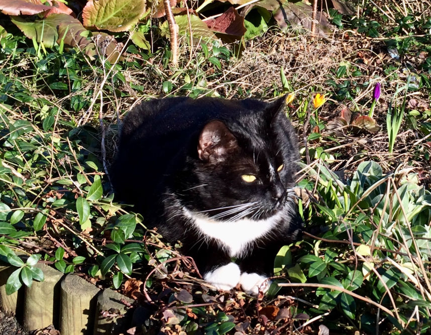 Katten Kompis ligger ute i solen.